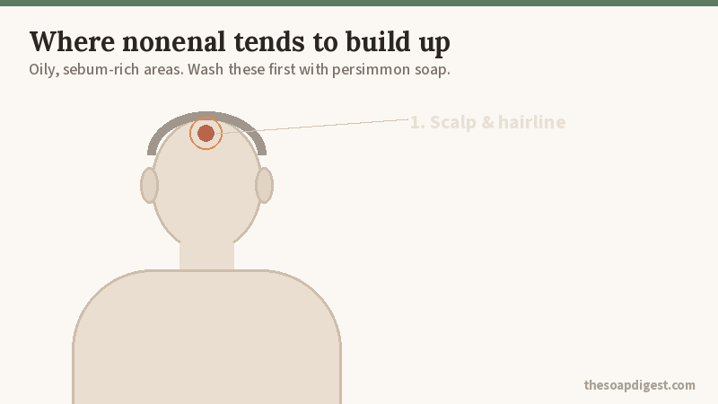 Animated diagram of where nonenal builds up: scalp, behind the ears, nape of the neck, upper back and chest